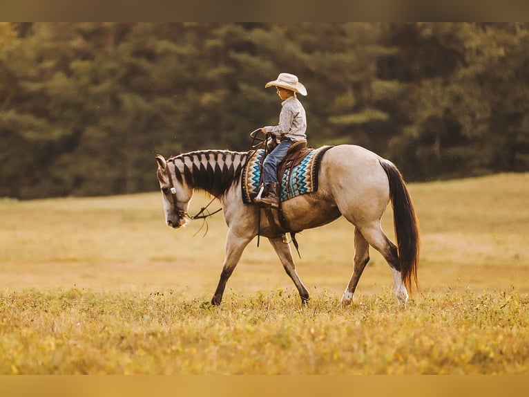 American Quarter Horse Giumenta 13 Anni 152 cm Pelle di daino in Lyles, TN