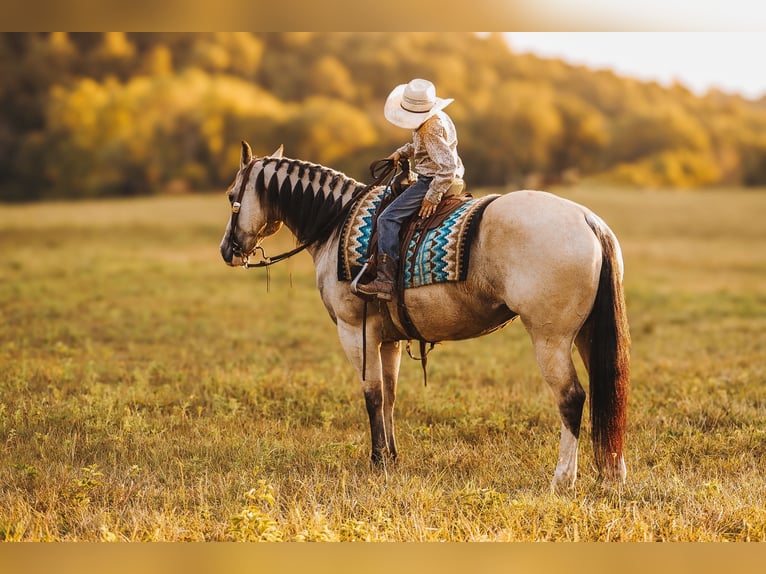 American Quarter Horse Giumenta 13 Anni 152 cm Pelle di daino in Lyles, TN