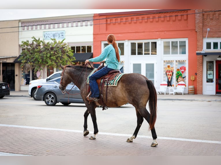 American Quarter Horse Giumenta 13 Anni 152 cm Pelle di daino in Forney