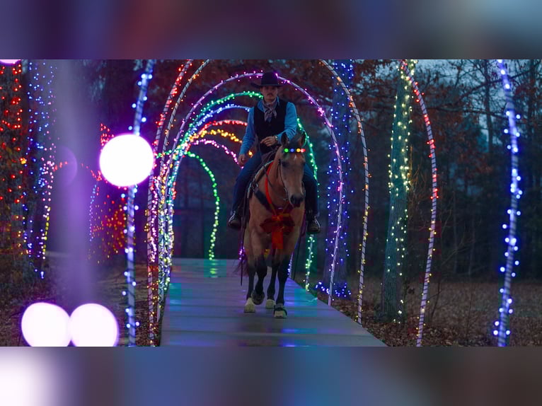 American Quarter Horse Giumenta 13 Anni 152 cm Pelle di daino in Quitman