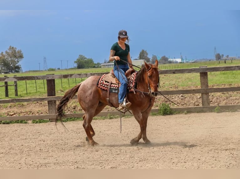 American Quarter Horse Giumenta 13 Anni 152 cm Roano rosso in Pleasant Grove CA