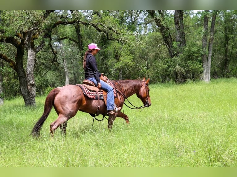 American Quarter Horse Giumenta 13 Anni 152 cm Roano rosso in Pleasant Grove CA