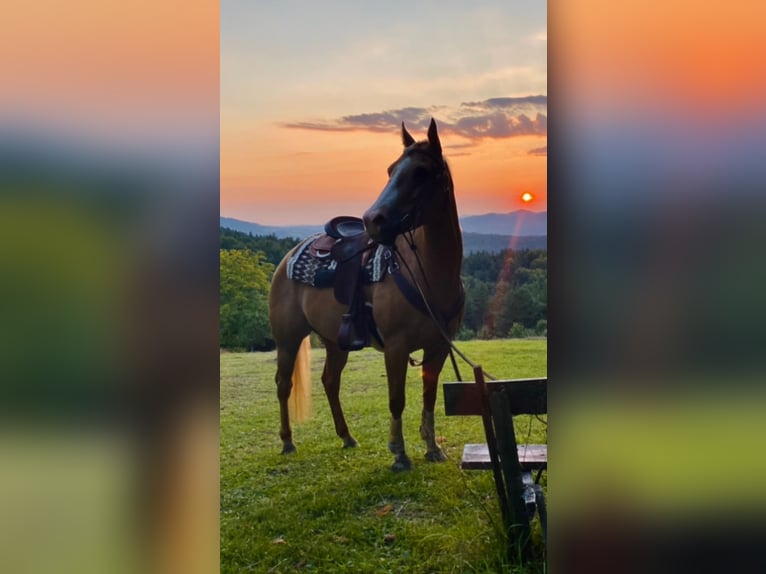 American Quarter Horse Giumenta 13 Anni 153 cm Palomino in Púchov