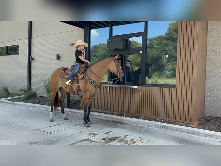 American Quarter Horse Giumenta 13 Anni 155 cm Falbo in Bloomburg, TX