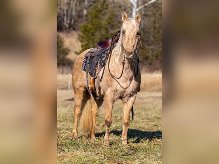 American Quarter Horse Giumenta 13 Anni 155 cm Palomino in Carlisle, KY