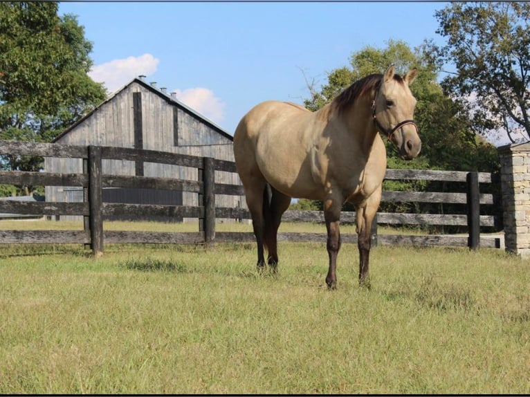 American Quarter Horse Giumenta 13 Anni 155 cm Pelle di daino in Versailles KY