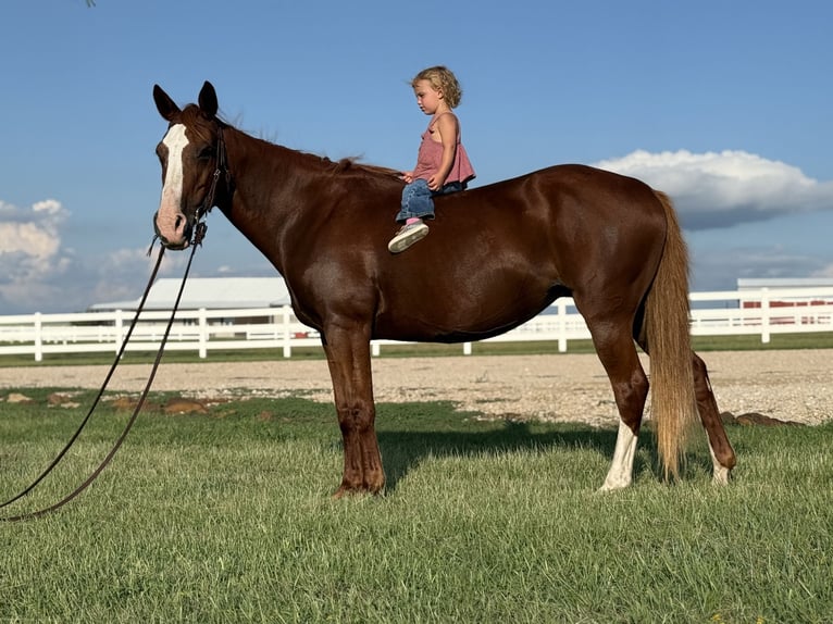 American Quarter Horse Giumenta 13 Anni 155 cm Sauro ciliegia in Whitesboro
