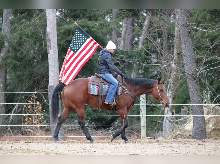 American Quarter Horse Giumenta 13 Anni 157 cm Baio ciliegia in Clarion