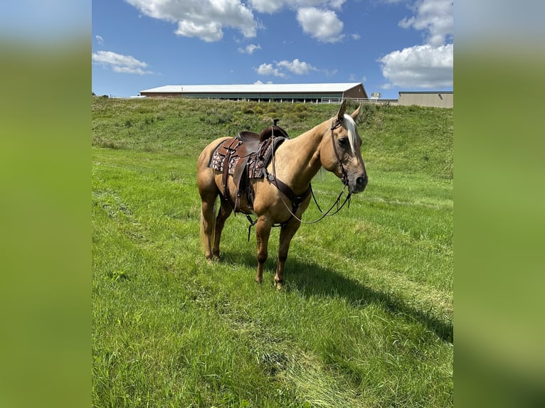 American Quarter Horse Giumenta 13 Anni 157 cm Palomino in Cannon Falls, MN