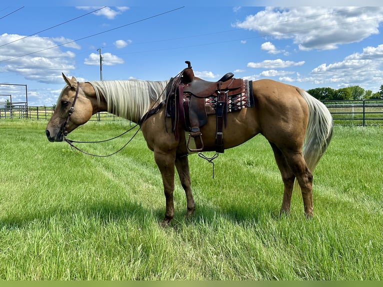 American Quarter Horse Giumenta 13 Anni 157 cm Palomino in Cannon Falls, MN