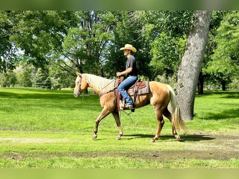 American Quarter Horse Giumenta 13 Anni 157 cm Palomino in Cannon Falls, MN