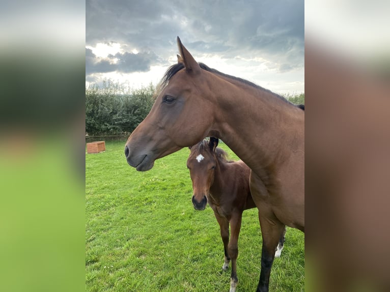 American Quarter Horse Giumenta 13 Anni 160 cm Baio in Scheeßel