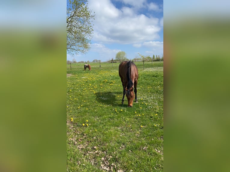 American Quarter Horse Giumenta 13 Anni 160 cm Baio in Scheeßel