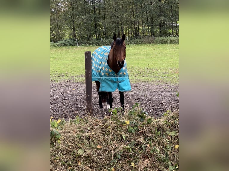 American Quarter Horse Giumenta 13 Anni 160 cm Baio in Scheeßel