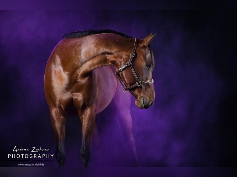 American Quarter Horse Giumenta 13 Anni 160 cm Baio in Scheeßel