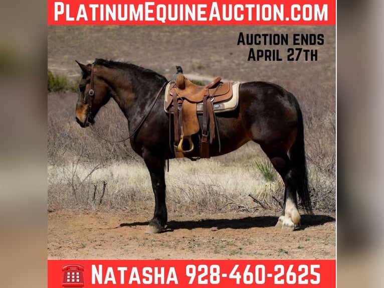 American Quarter Horse Giumenta 13 Anni 160 cm Baio ciliegia in Camp Verde AZ