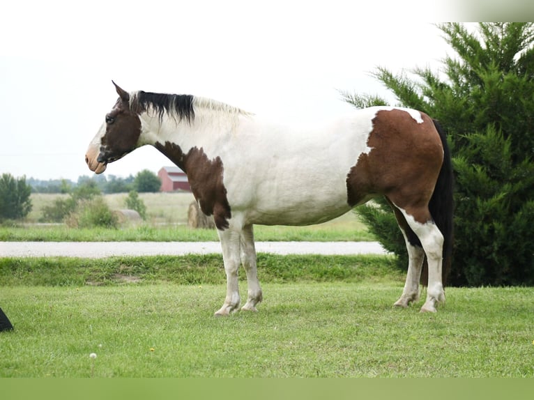 American Quarter Horse Mix Giumenta 13 Anni 160 cm Pezzato in Plano, IA