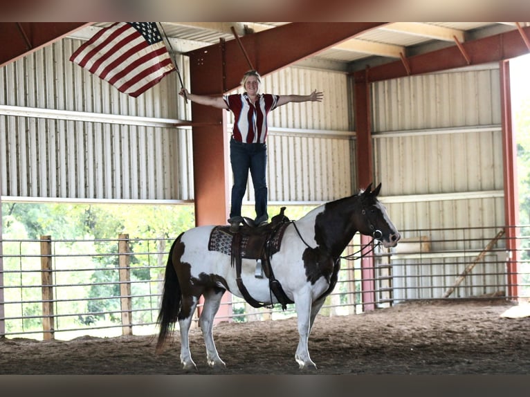 American Quarter Horse Mix Giumenta 13 Anni 160 cm Pezzato in Plano, IA