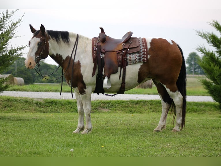 American Quarter Horse Mix Giumenta 13 Anni 160 cm Pezzato in Plano, IA