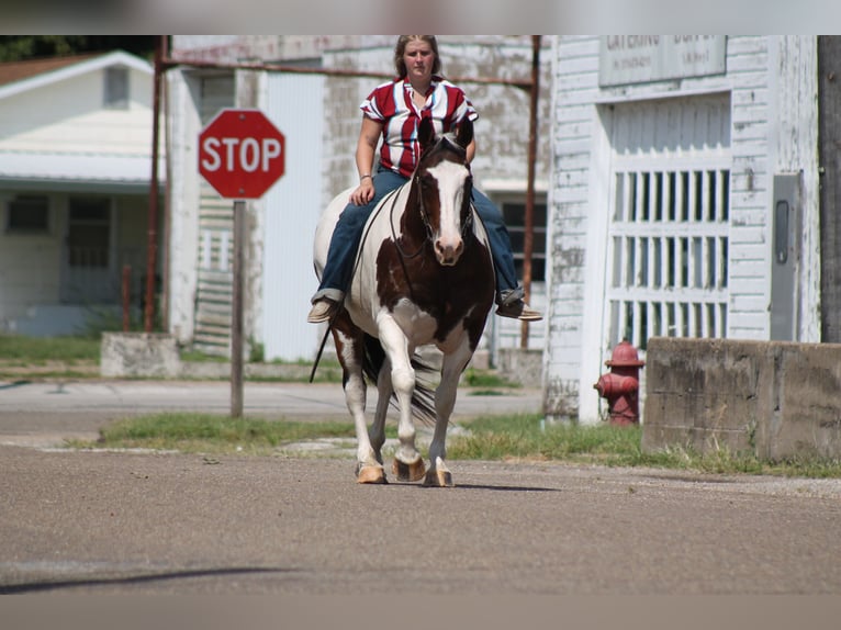 American Quarter Horse Mix Giumenta 13 Anni 160 cm Pezzato in Plano, IA