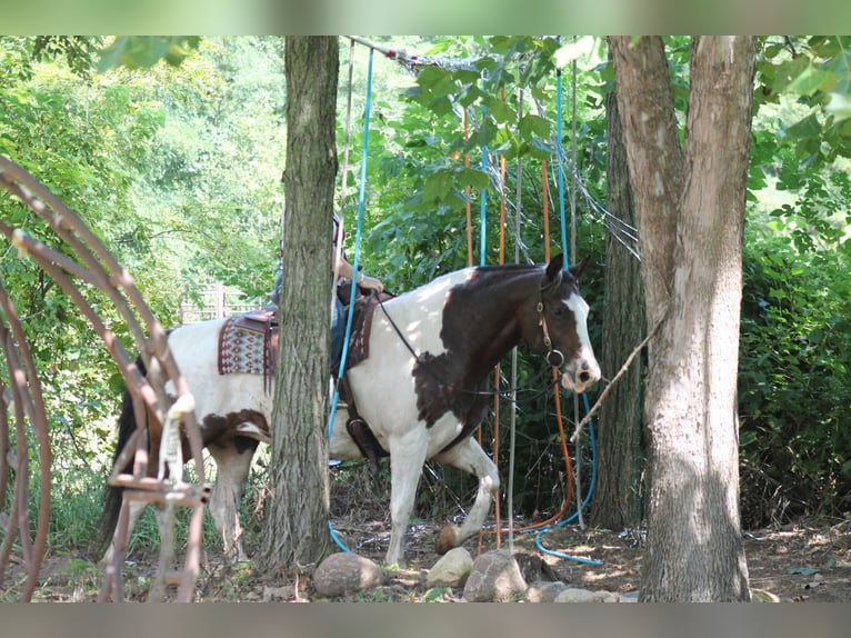 American Quarter Horse Mix Giumenta 13 Anni 160 cm Pezzato in Plano, IA