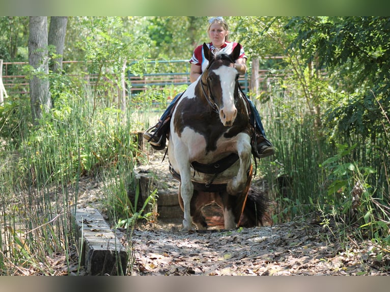 American Quarter Horse Mix Giumenta 13 Anni 160 cm Pezzato in Plano, IA