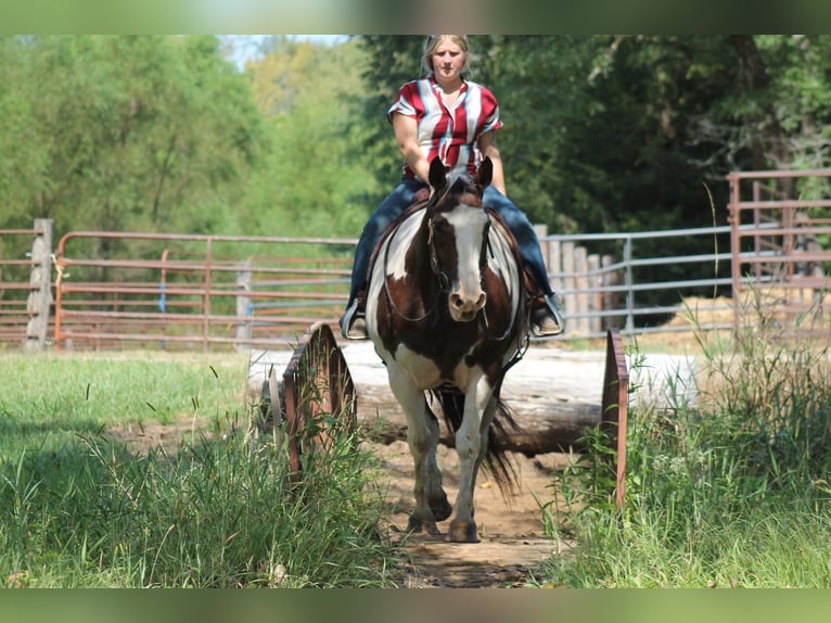 American Quarter Horse Mix Giumenta 13 Anni 160 cm Pezzato in Plano, IA