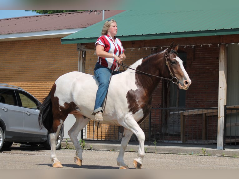 American Quarter Horse Mix Giumenta 13 Anni 160 cm Pezzato in Plano, IA