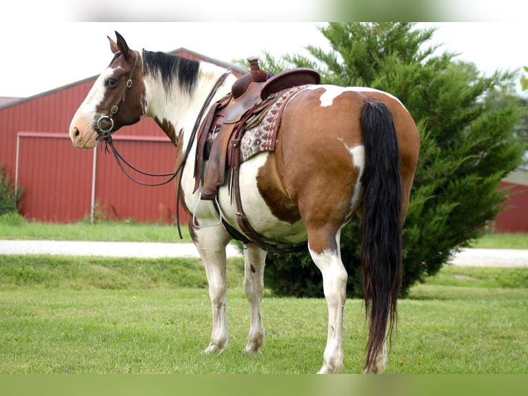 American Quarter Horse Mix Giumenta 13 Anni 160 cm Pezzato in Plano, IA