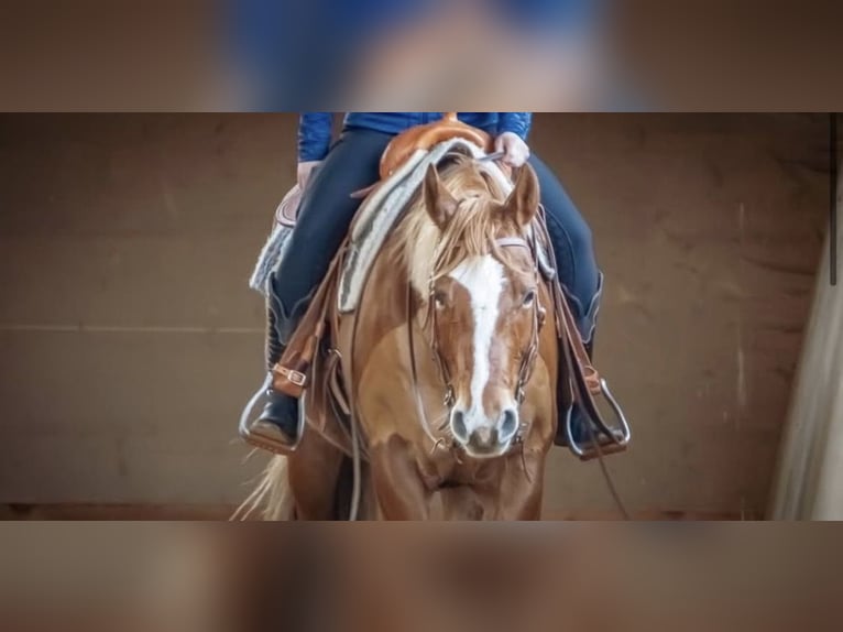 American Quarter Horse Giumenta 13 Anni 160 cm Sauro in Bad Dürrheim