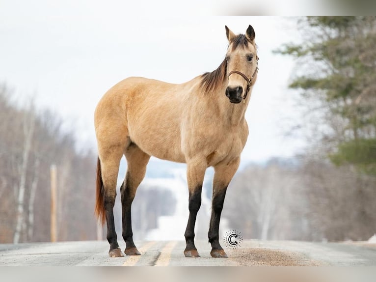 American Quarter Horse Giumenta 13 Anni Pelle di daino in Clayton, WI