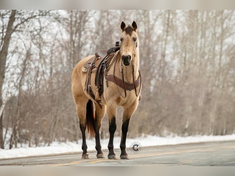 American Quarter Horse Giumenta 13 Anni Pelle di daino in Clayton, WI