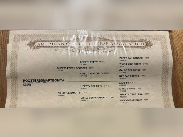 American Quarter Horse Giumenta 13 Anni Sauro ciliegia in Bahrdorf