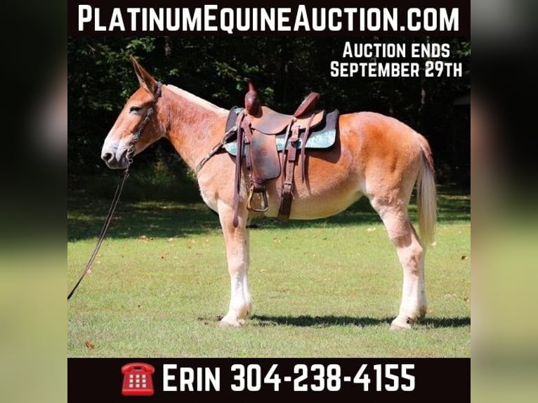 American Quarter Horse Giumenta 13 Anni Sauro ciliegia in Flemingsburg Ky