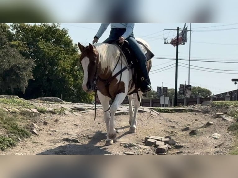 American Quarter Horse Giumenta 13 Anni Tobiano-tutti i colori in Weatherford TX