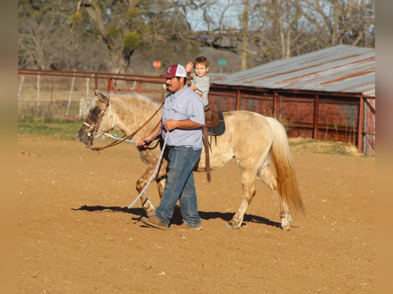 American Quarter Horse Giumenta 14 Anni 122 cm Baio in Stephenville TX