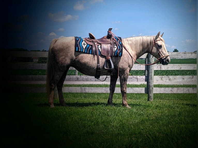 American Quarter Horse Giumenta 14 Anni 127 cm Palomino in WINCHESTER kY