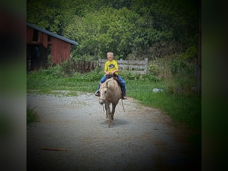 American Quarter Horse Giumenta 14 Anni 127 cm Palomino in WINCHESTER kY