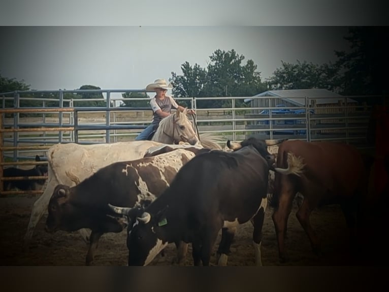 American Quarter Horse Giumenta 14 Anni 127 cm Palomino in WINCHESTER kY