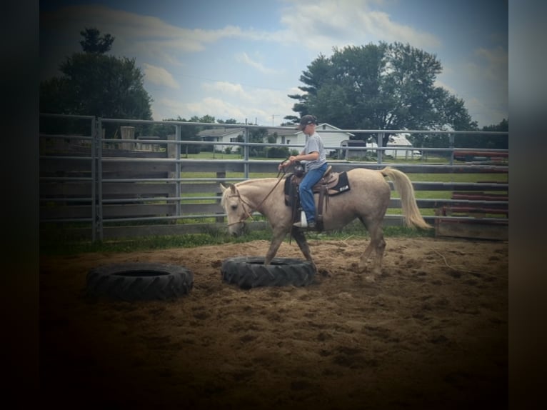 American Quarter Horse Giumenta 14 Anni 127 cm Palomino in WINCHESTER kY