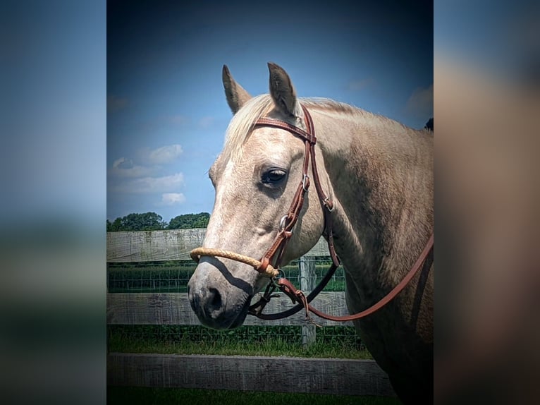 American Quarter Horse Giumenta 14 Anni 127 cm Palomino in WINCHESTER kY