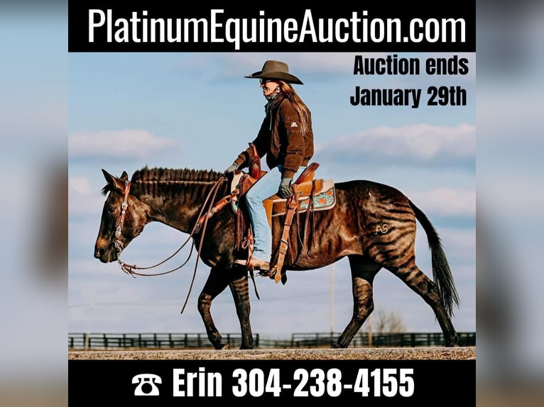 American Quarter Horse Giumenta 14 Anni 142 cm Grullo in Hillboro KY