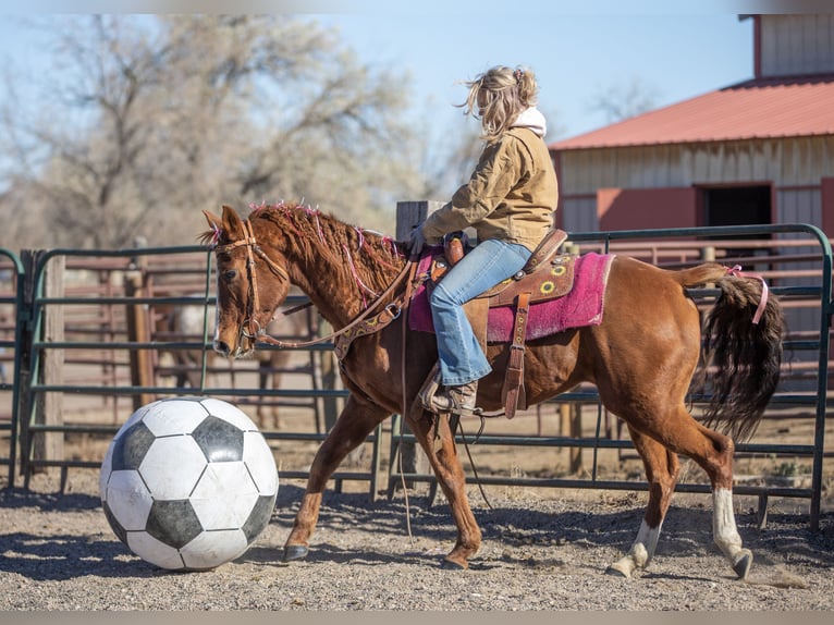 American Quarter Horse Mix Giumenta 14 Anni 142 cm Sauro ciliegia in Fort Collins