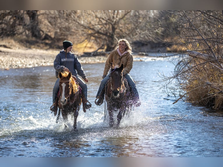 American Quarter Horse Mix Giumenta 14 Anni 142 cm Sauro ciliegia in Fort Collins