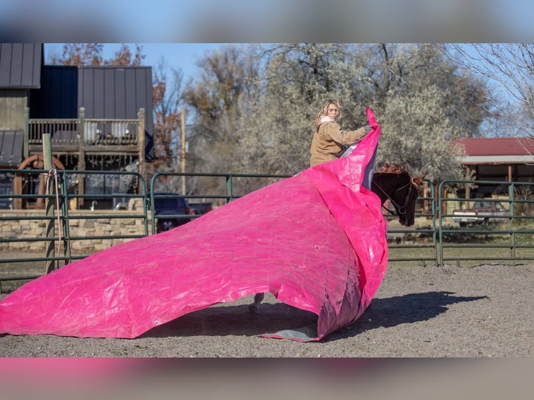 American Quarter Horse Mix Giumenta 14 Anni 142 cm Sauro ciliegia in Fort Collins