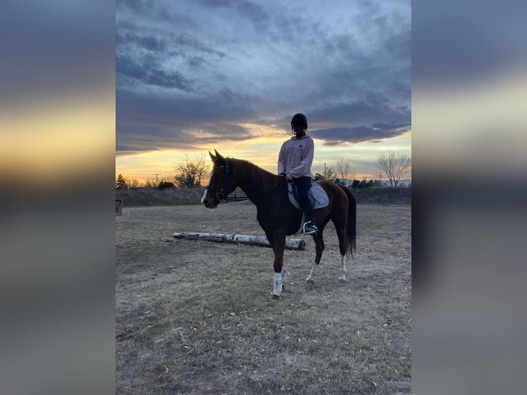 American Quarter Horse Mix Giumenta 14 Anni 142 cm Sauro ciliegia in Fort Collins