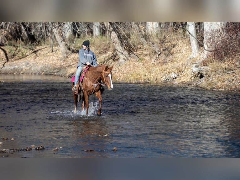 American Quarter Horse Mix Giumenta 14 Anni 142 cm Sauro ciliegia in Fort Collins