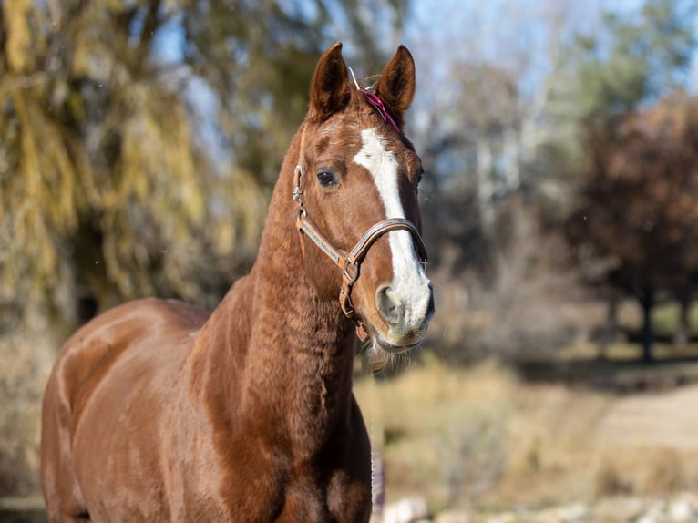 American Quarter Horse Mix Giumenta 14 Anni 142 cm Sauro ciliegia in Fort Collins