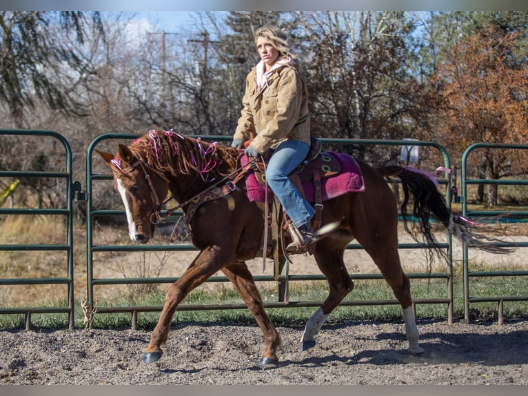 American Quarter Horse Mix Giumenta 14 Anni 142 cm Sauro ciliegia in Fort Collins