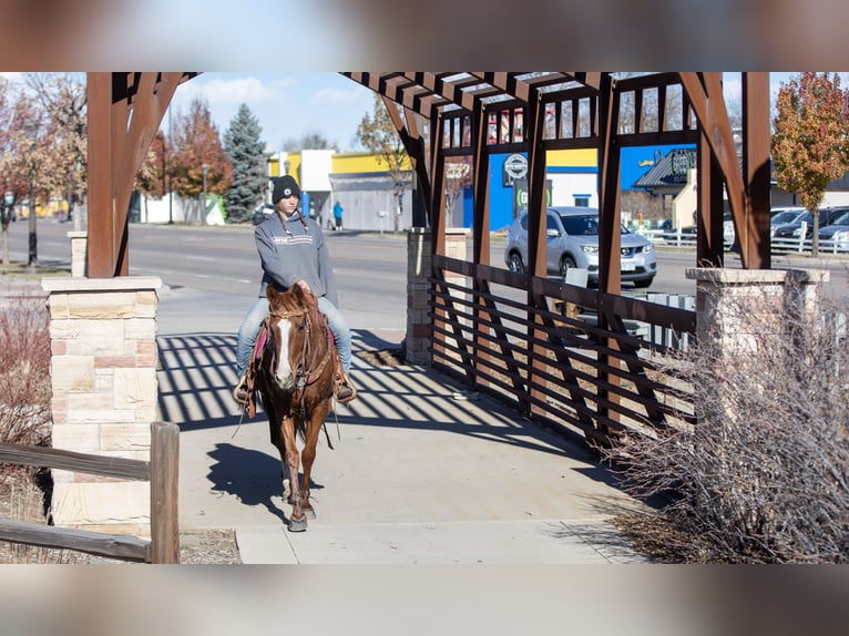 American Quarter Horse Mix Giumenta 14 Anni 142 cm Sauro ciliegia in Fort Collins